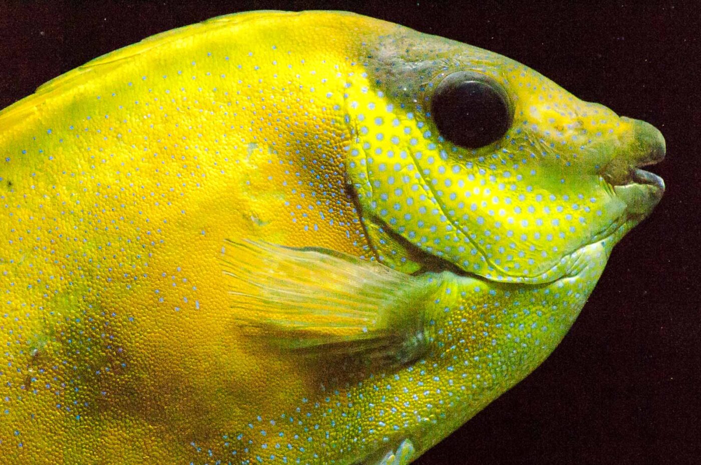 2016-09-18 - Grüner Zoo Wuppertal