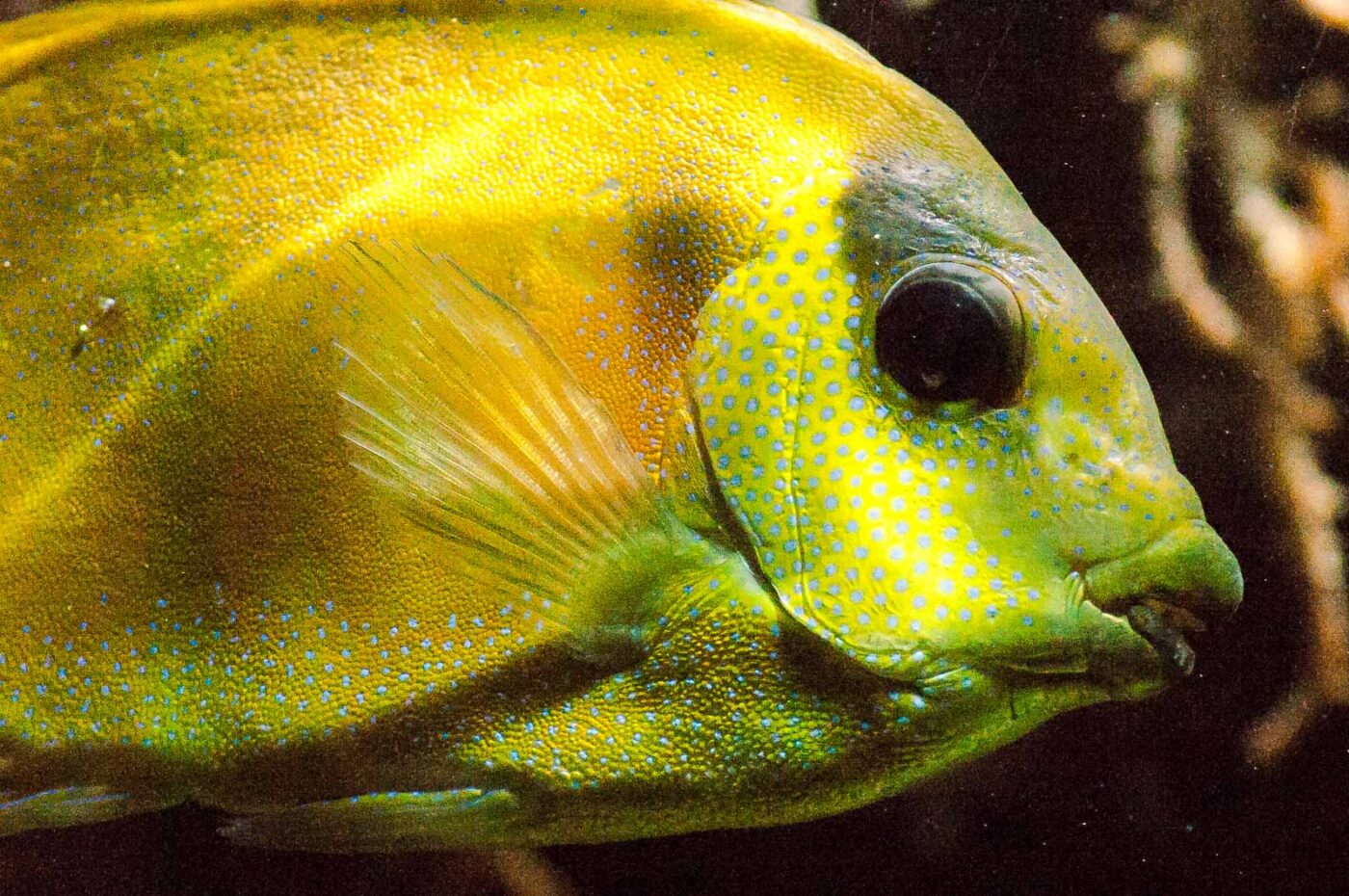 2016-09-18 - Grüner Zoo Wuppertal