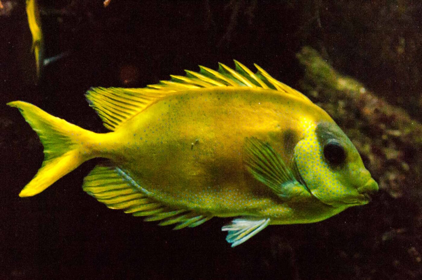 2016-09-18 - Grüner Zoo Wuppertal