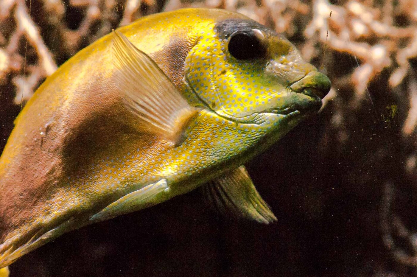 2016-09-18 - Grüner Zoo Wuppertal