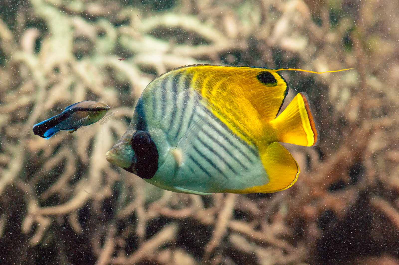 °fähnchen falterfisch°