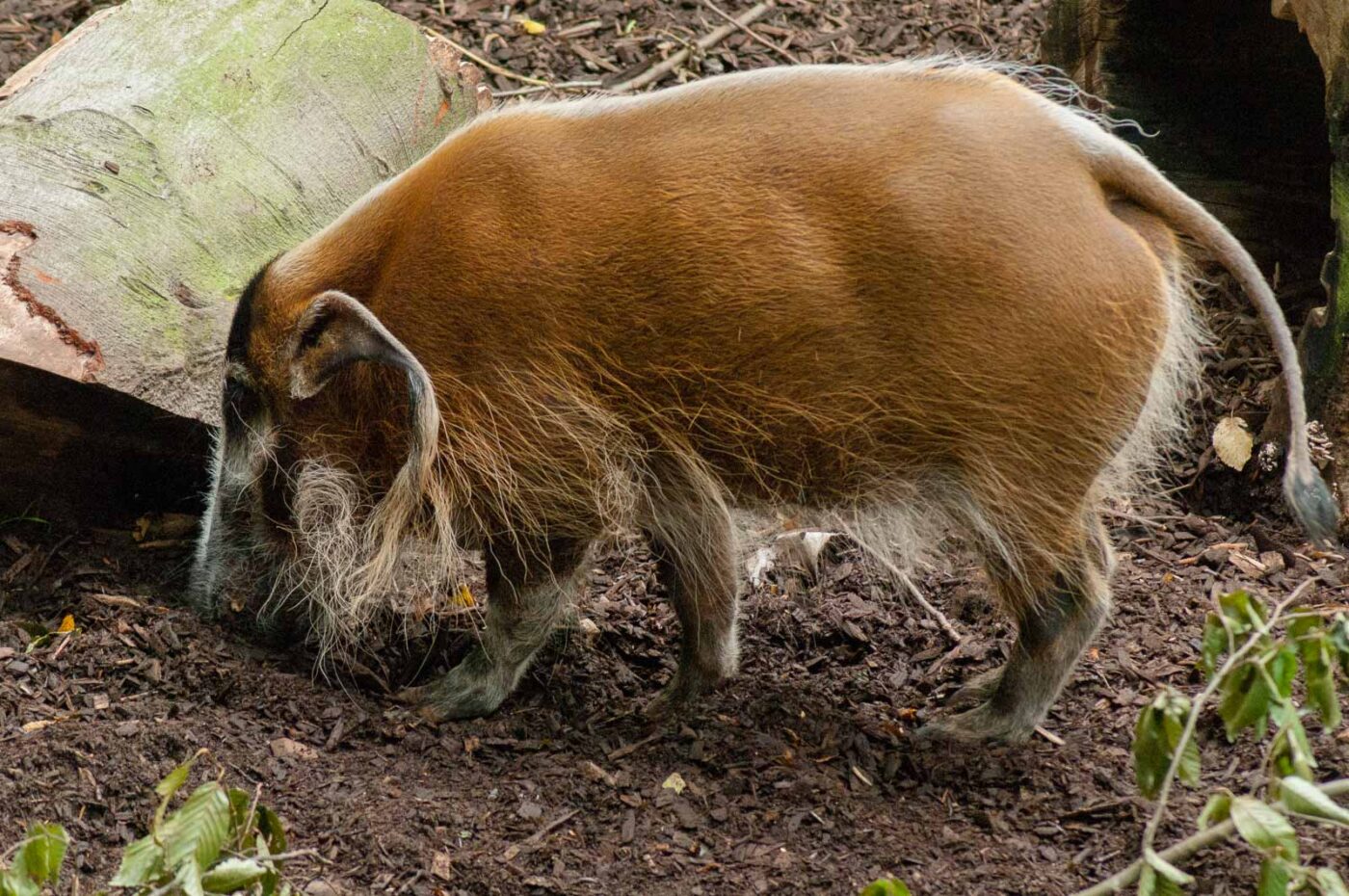 2016-09-18 - Grüner Zoo Wuppertal