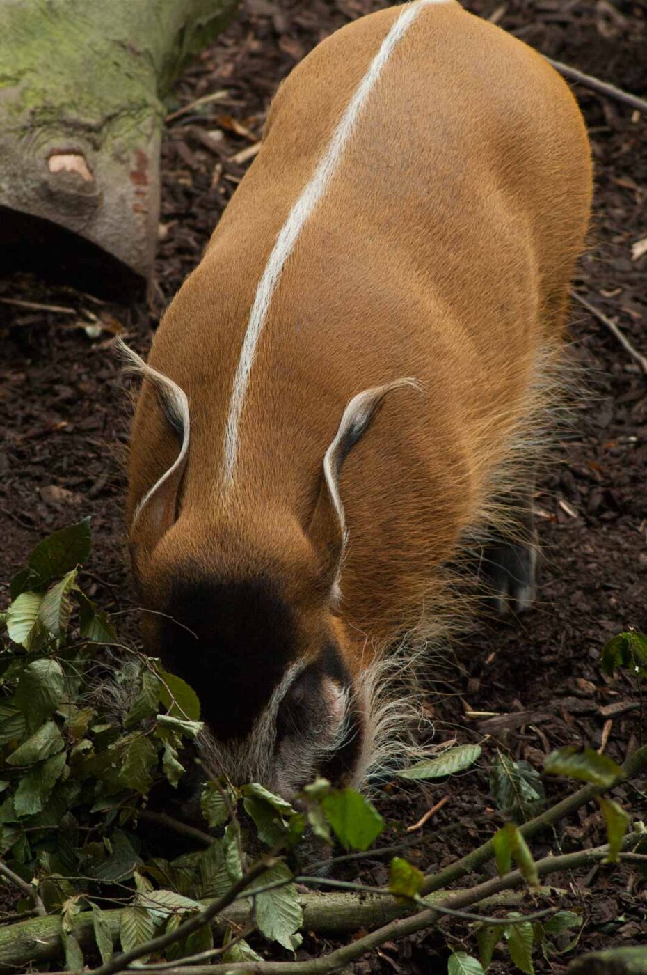2016-09-18 - Grüner Zoo Wuppertal
