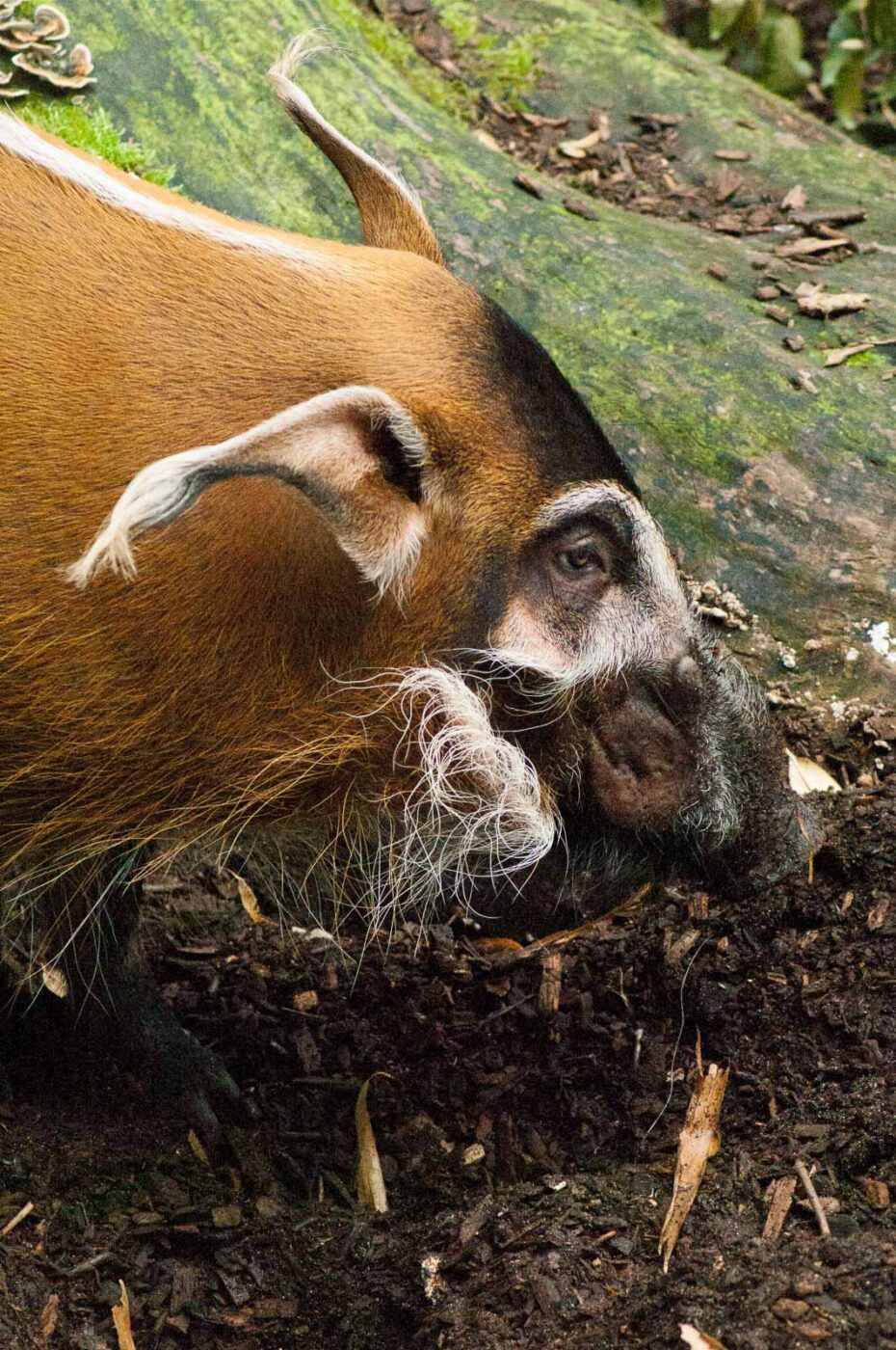 2016-09-18 - Grüner Zoo Wuppertal