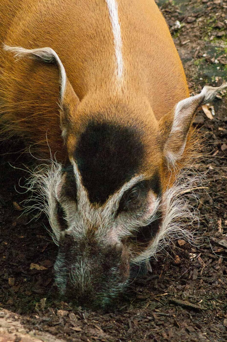 2016-09-18 - Grüner Zoo Wuppertal