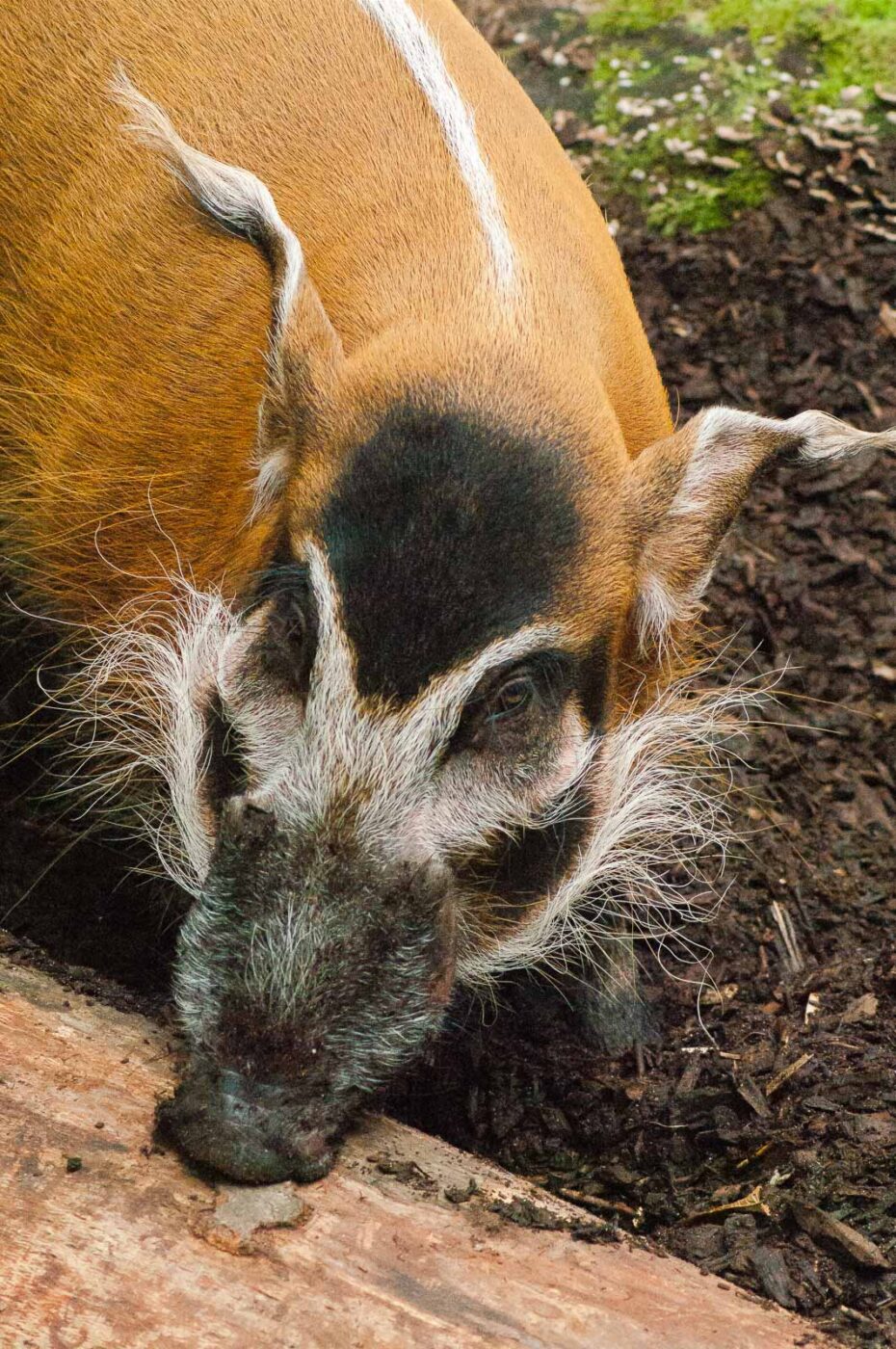 2016-09-18 - Grüner Zoo Wuppertal