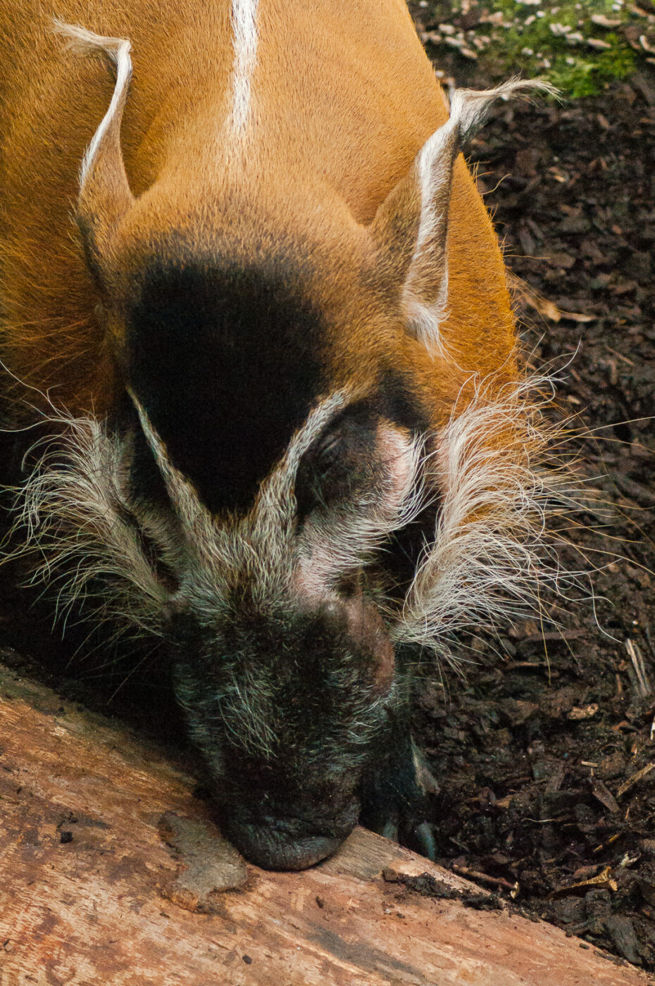 2016-09-18 - Grüner Zoo Wuppertal