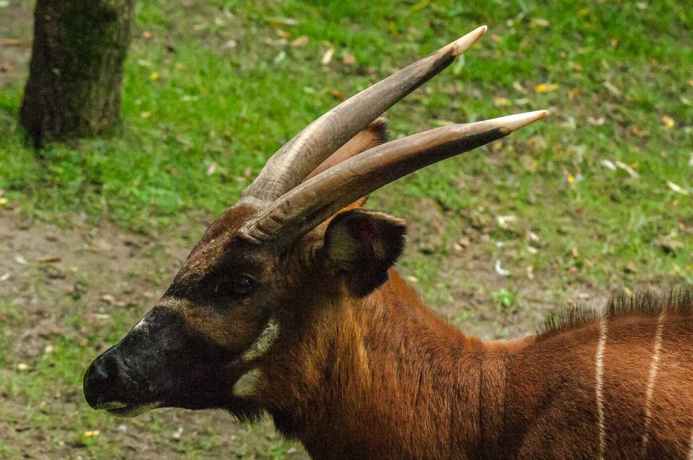 2016-09-18 - Grüner Zoo Wuppertal
