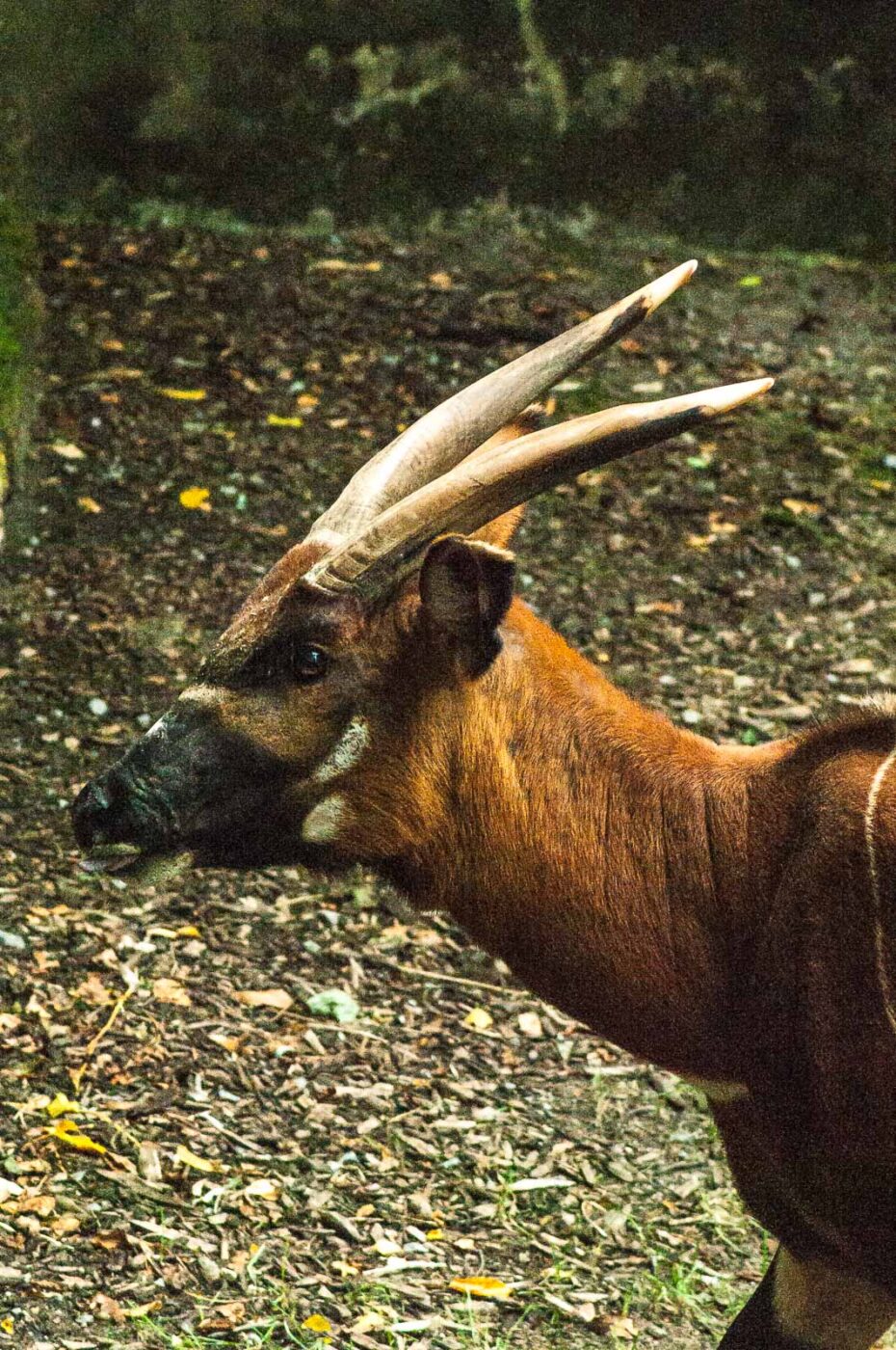 2016-09-18 - Grüner Zoo Wuppertal