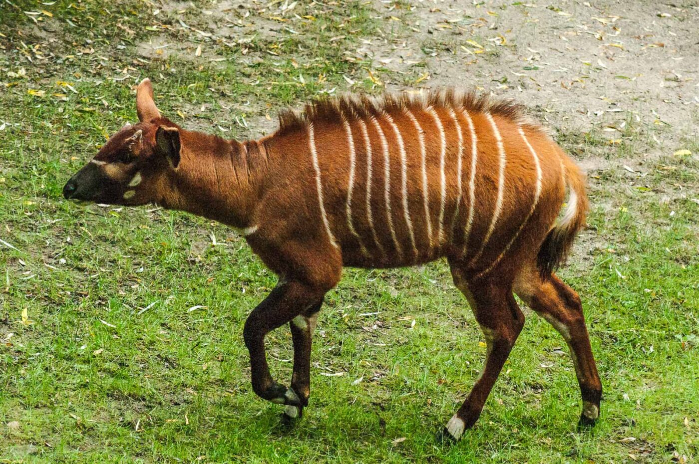 2016-09-18 - Grüner Zoo Wuppertal