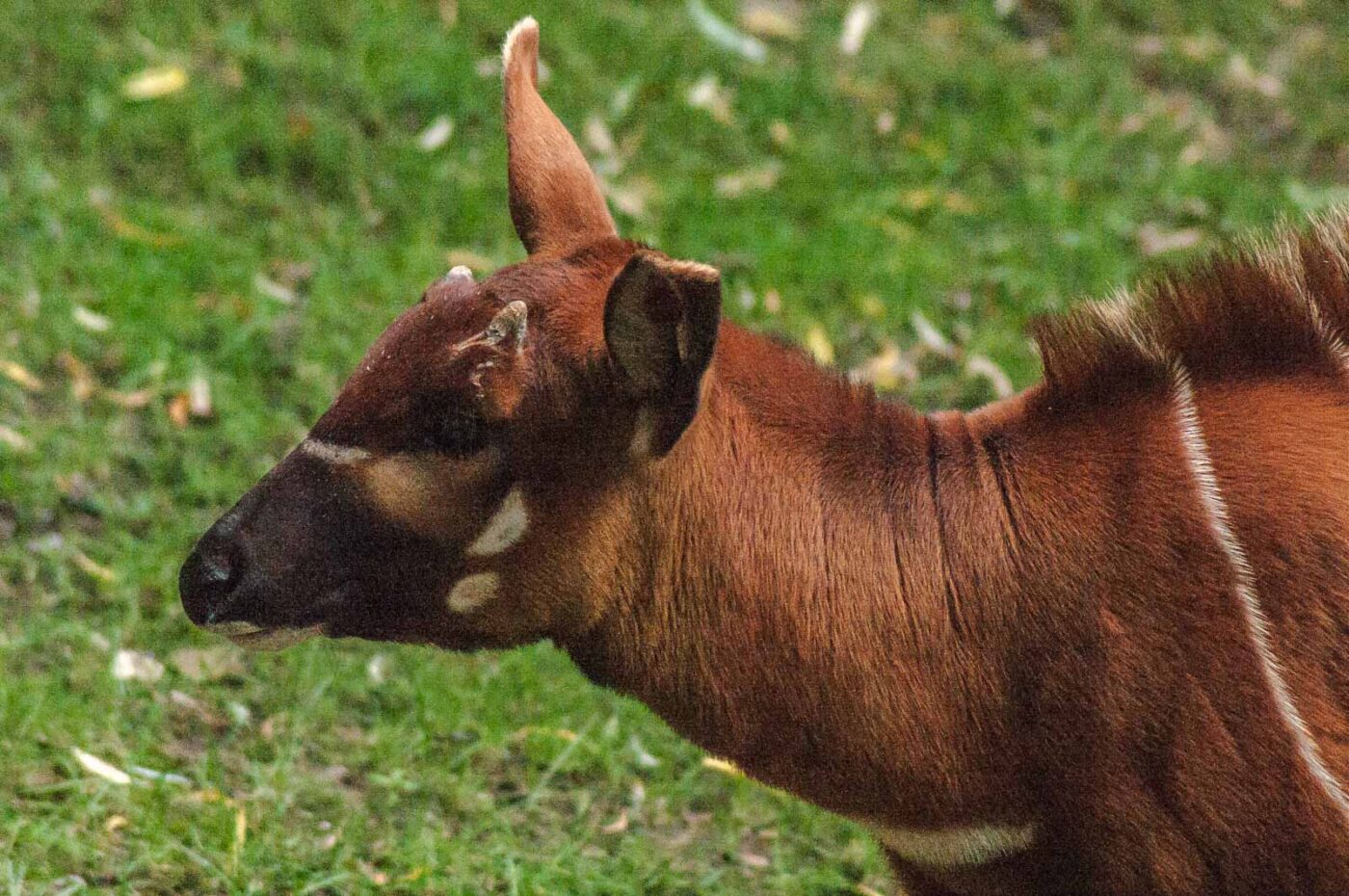 2016-09-18 - Grüner Zoo Wuppertal