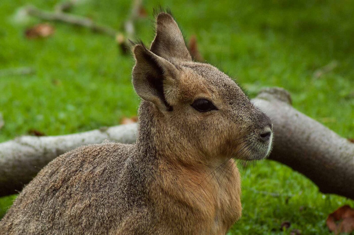 2016-09-18 - GrünerZoo Wuppertal