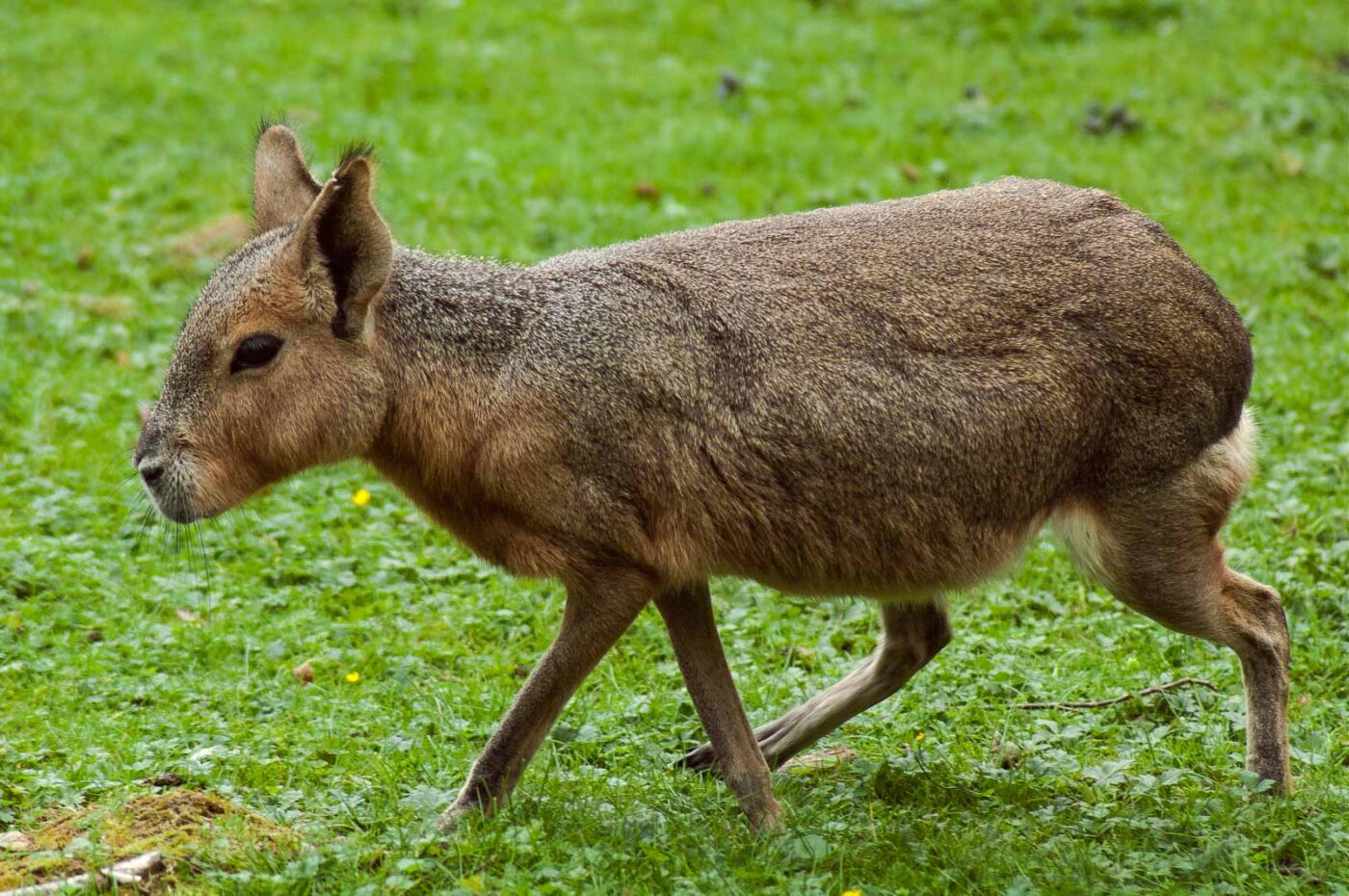 2016-09-18 - GrünerZoo Wuppertal