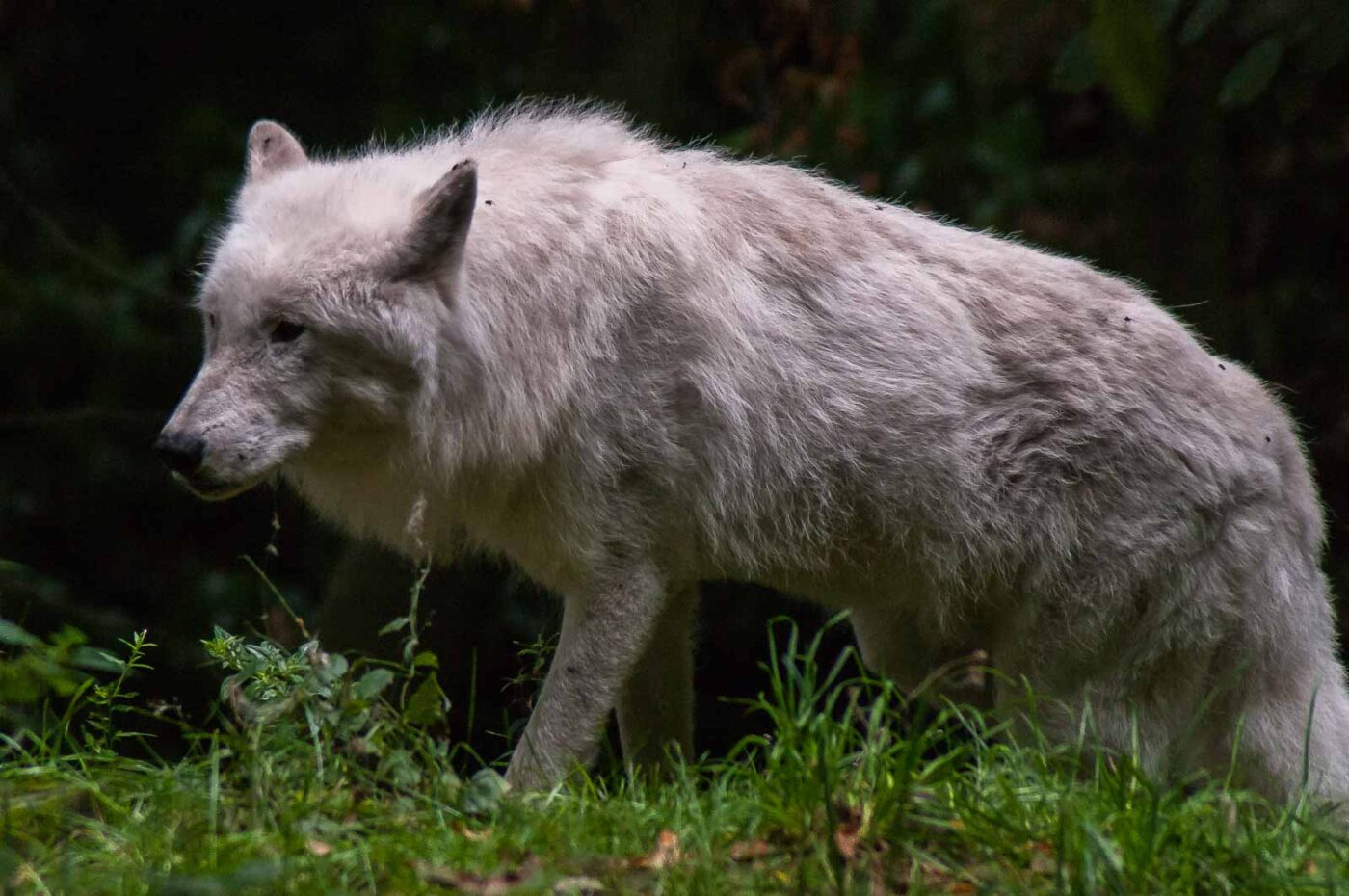 2016-09-18 - GrünerZoo Wuppertal