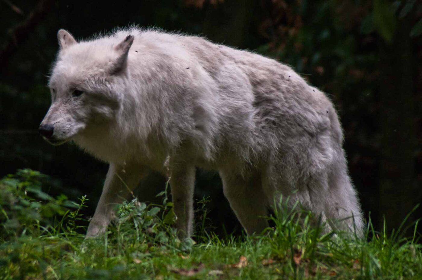 2016-09-18 - GrünerZoo Wuppertal