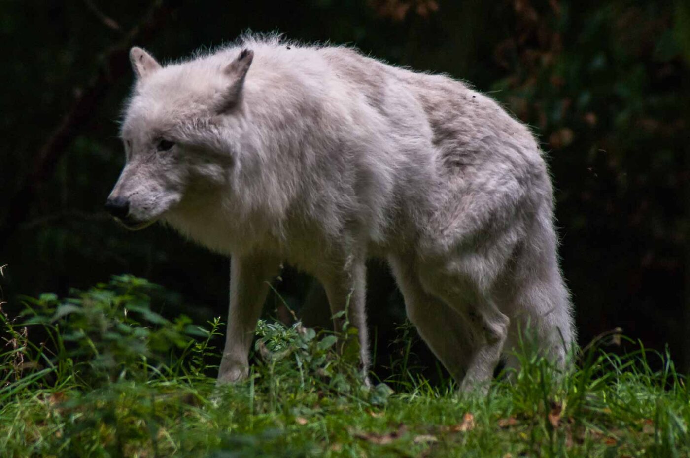 2016-09-18 - GrünerZoo Wuppertal