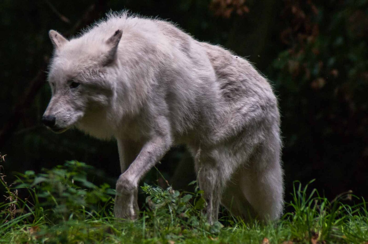 2016-09-18 - GrünerZoo Wuppertal
