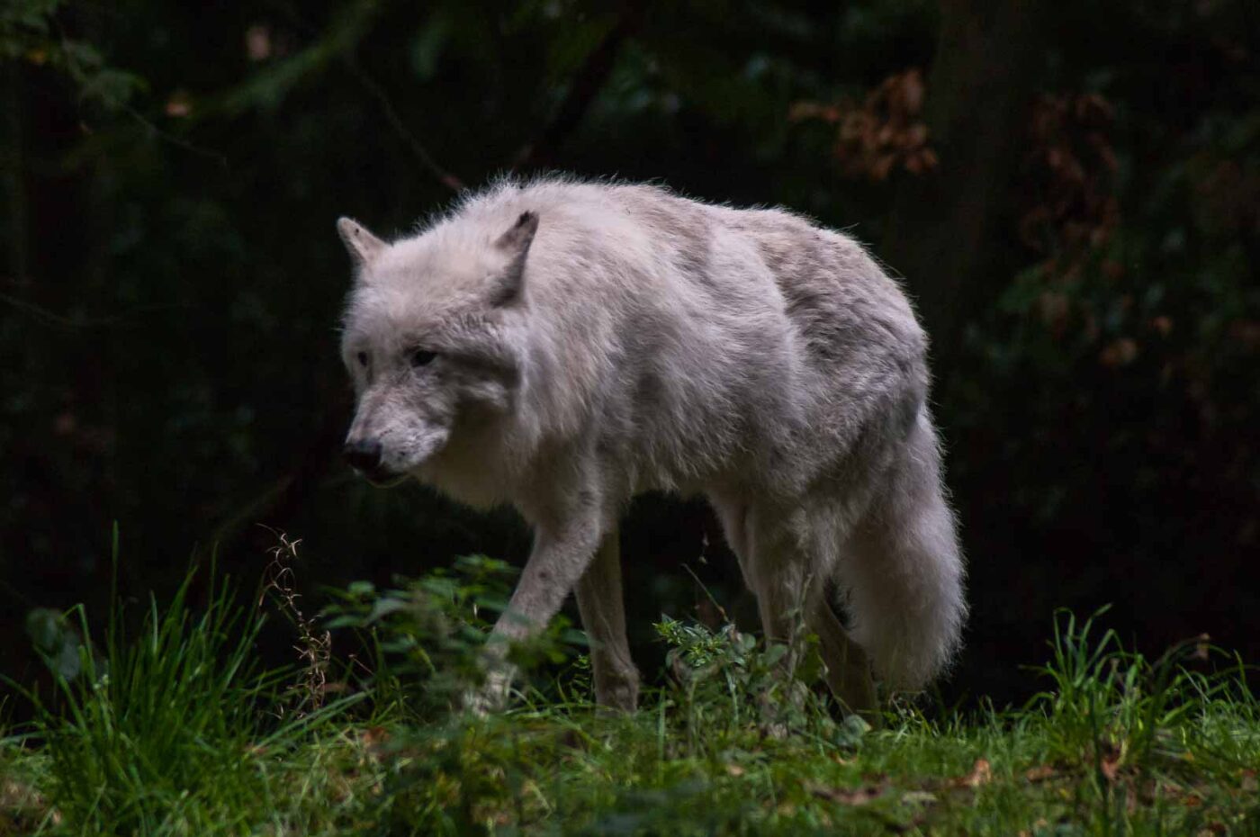 2016-09-18 - GrünerZoo Wuppertal