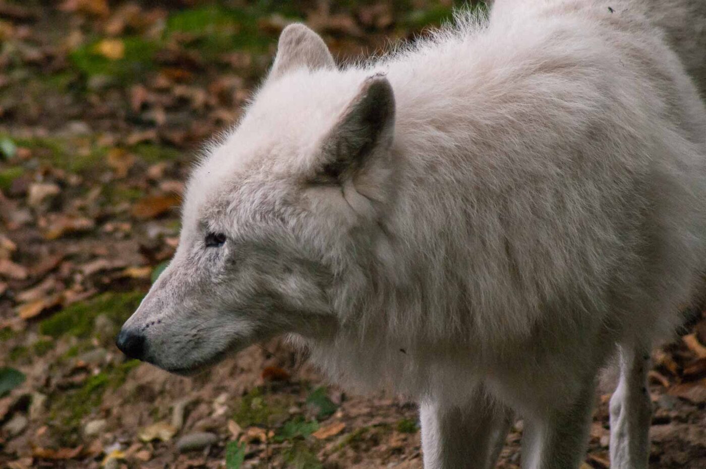 2016-09-18 - GrünerZoo Wuppertal