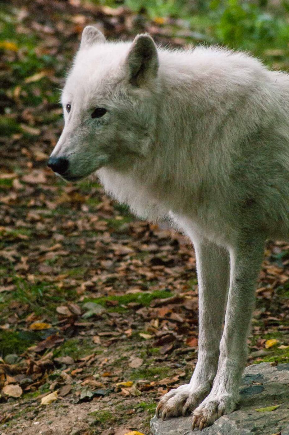 2016-09-18 - GrünerZoo Wuppertal