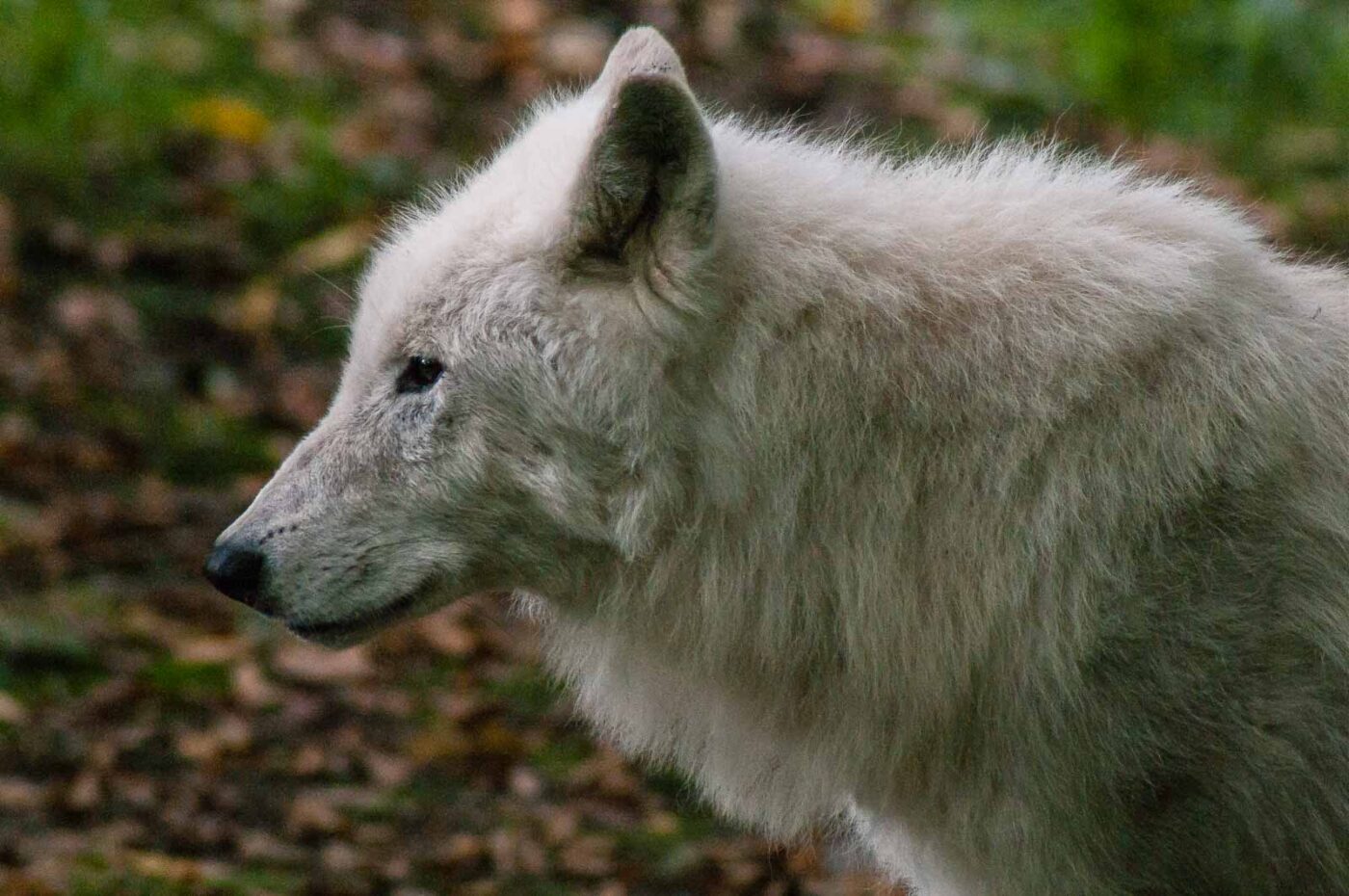 2016-09-18 - GrünerZoo Wuppertal