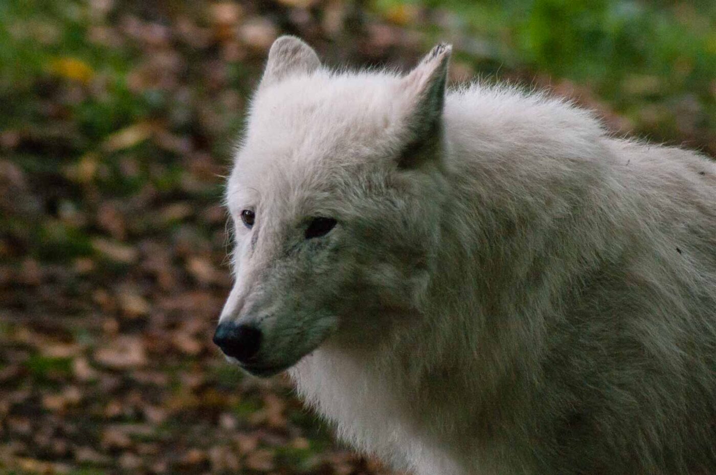 2016-09-18 - GrünerZoo Wuppertal