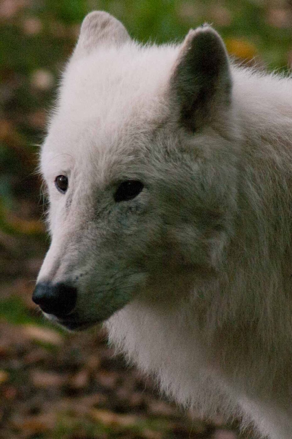 2016-09-18 - GrünerZoo Wuppertal