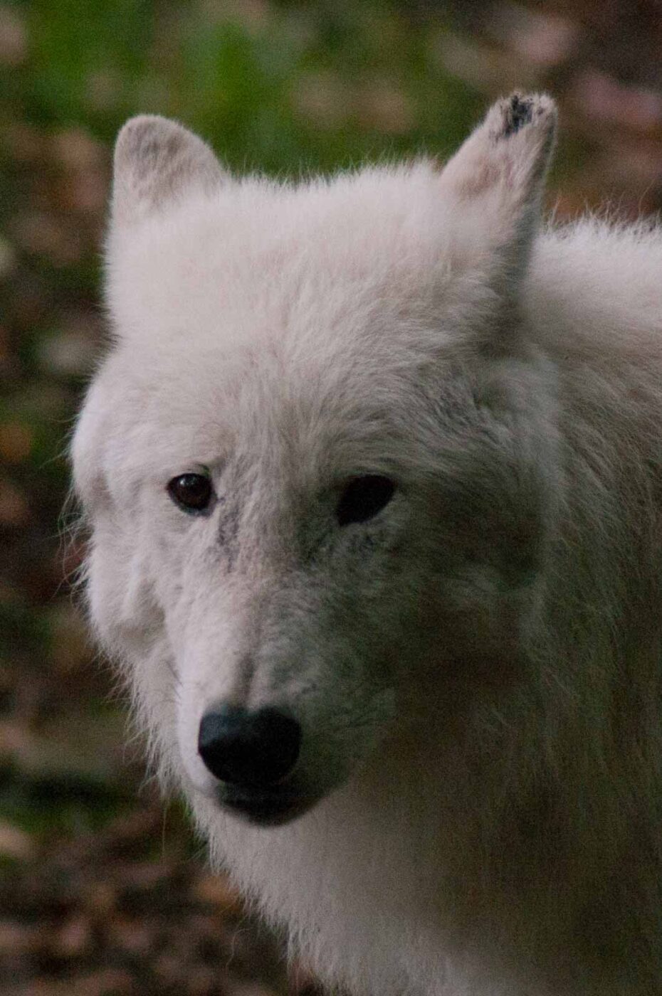 2016-09-18 - GrünerZoo Wuppertal