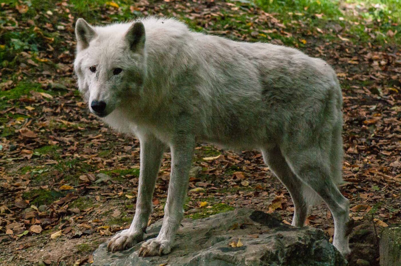 2016-09-18 - GrünerZoo Wuppertal