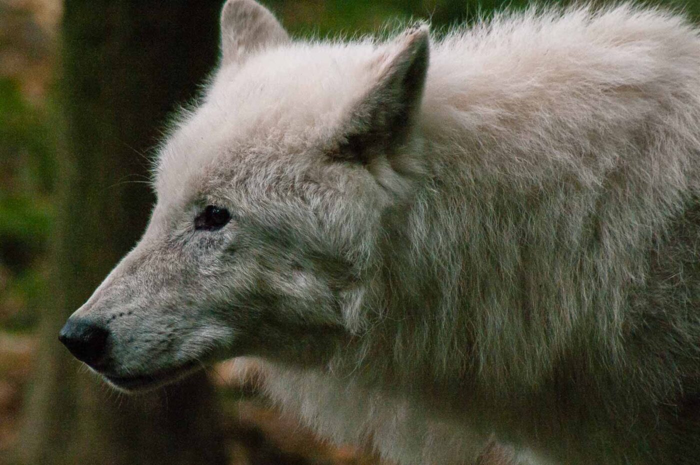 2016-09-18 - GrünerZoo Wuppertal
