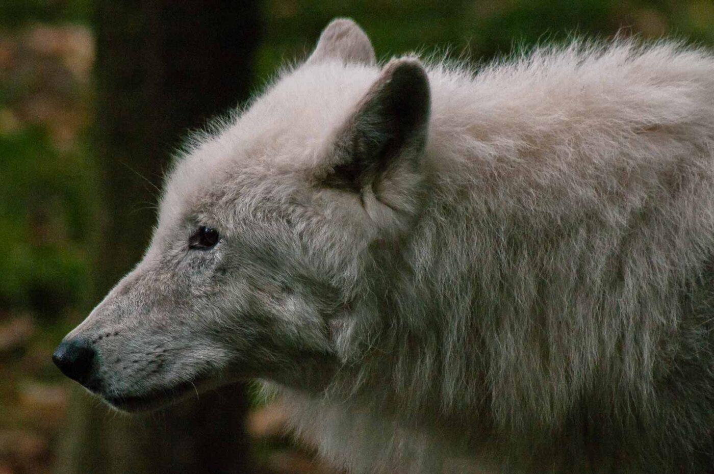 2016-09-18 - GrünerZoo Wuppertal