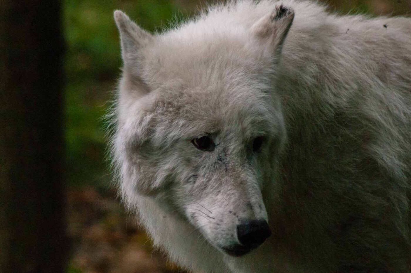 2016-09-18 - GrünerZoo Wuppertal