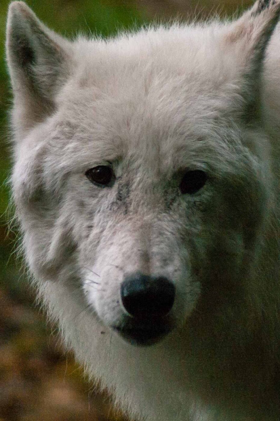 2016-09-18 - GrünerZoo Wuppertal