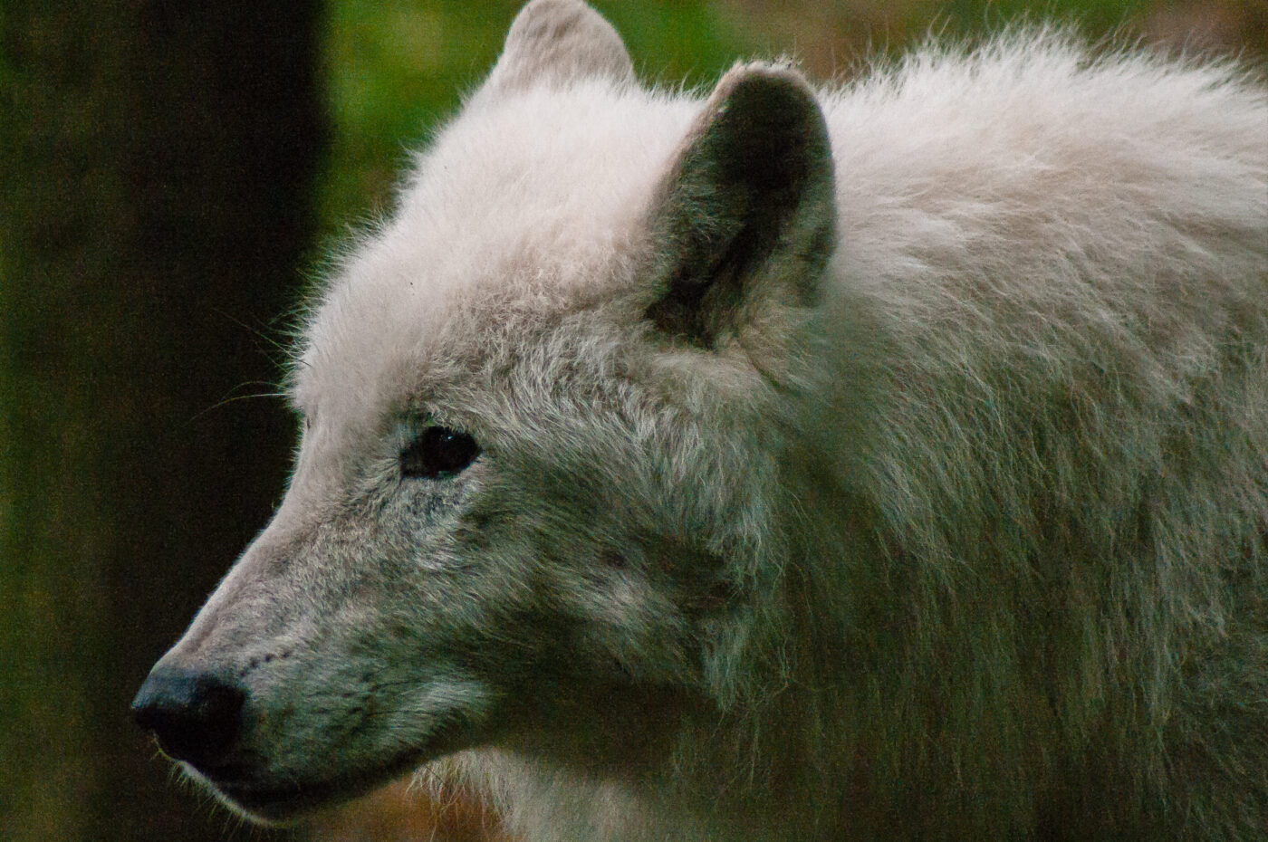 2016-09-18 - GrünerZoo Wuppertal
