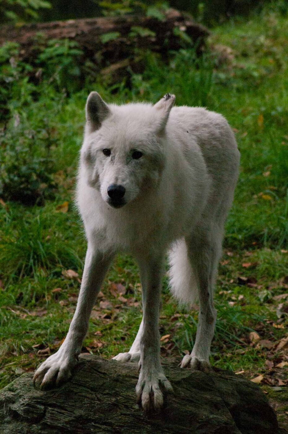 2016-09-18 - GrünerZoo Wuppertal