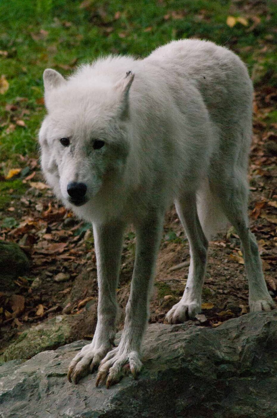 2016-09-18 - GrünerZoo Wuppertal