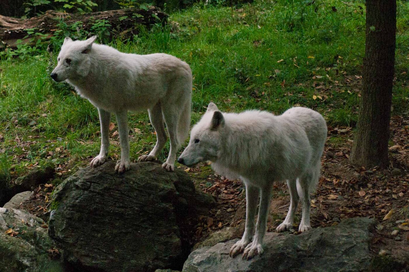 2016-09-18 - GrünerZoo Wuppertal