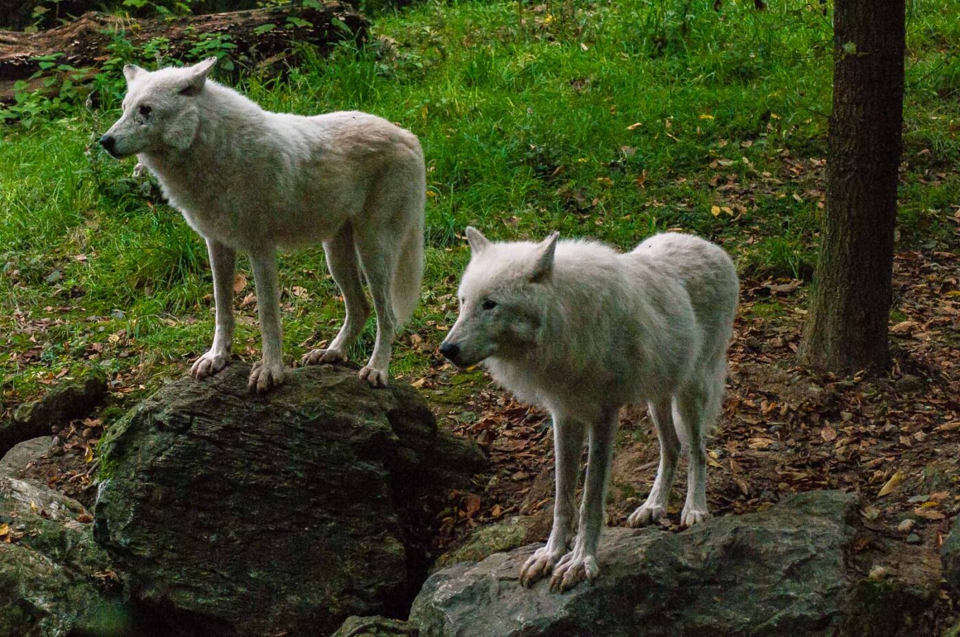 2016-09-18 - GrünerZoo Wuppertal
