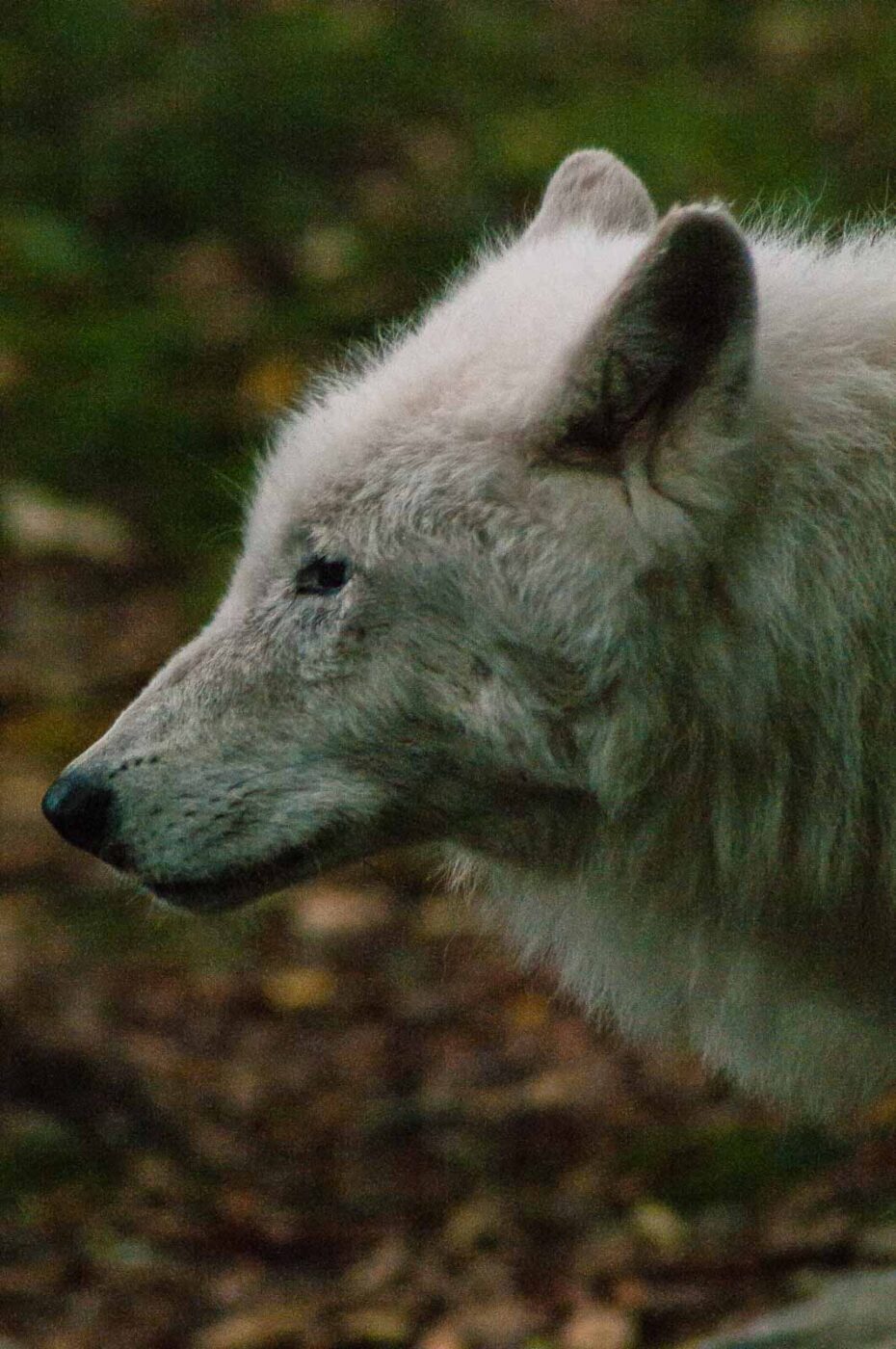 2016-09-18 - GrünerZoo Wuppertal