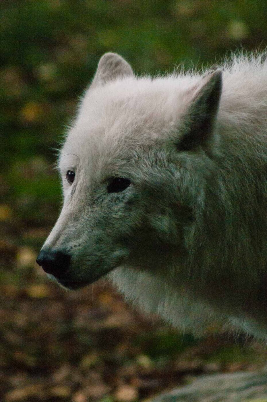 2016-09-18 - GrünerZoo Wuppertal
