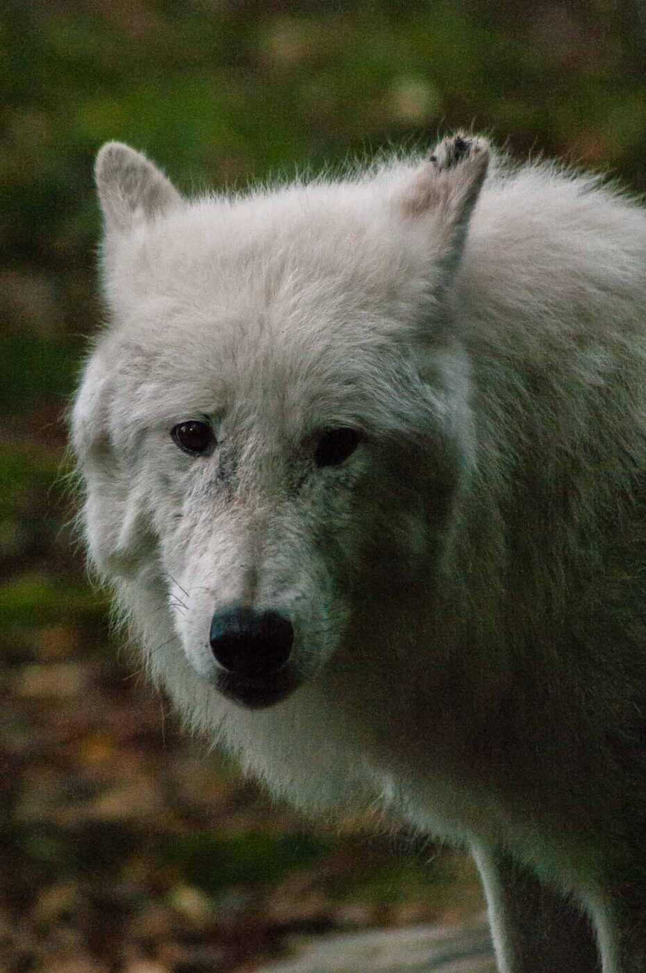 2016-09-18 - GrünerZoo Wuppertal