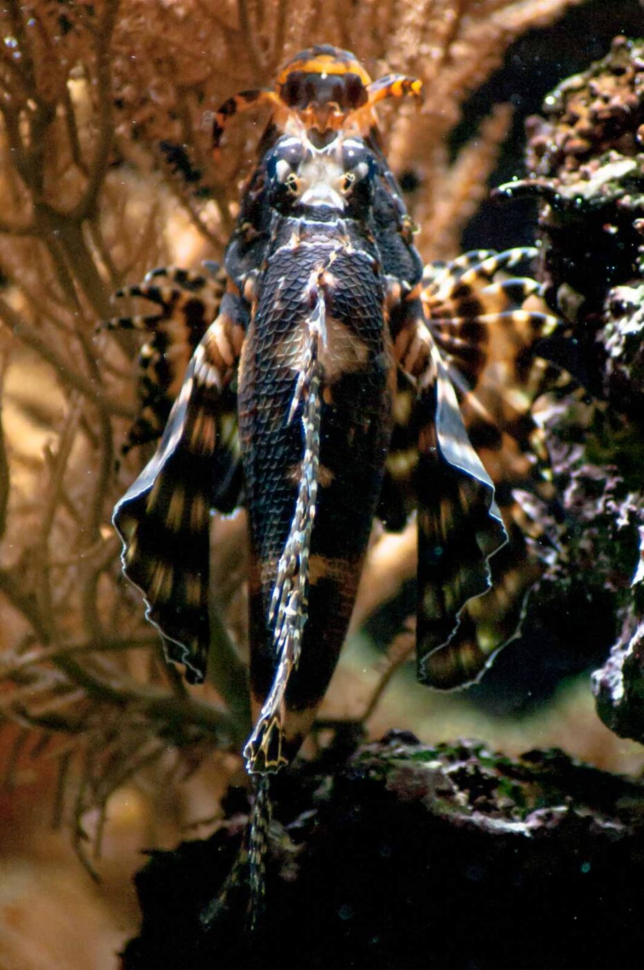 2016-09-18 - GrünerZoo Wuppertal