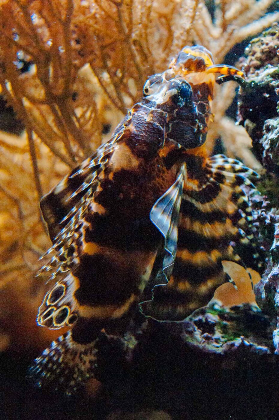 2016-09-18 - GrünerZoo Wuppertal