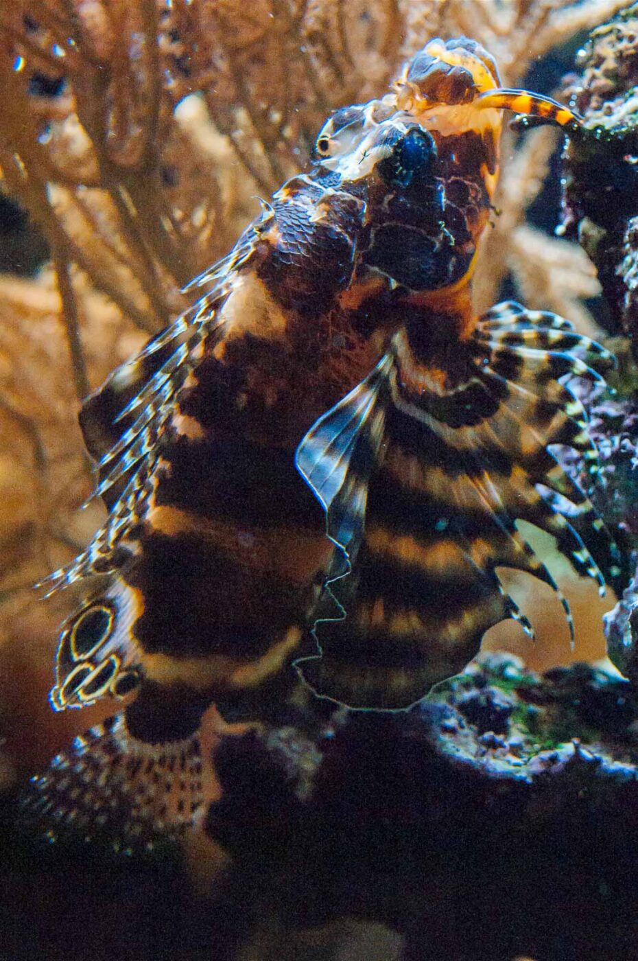 2016-09-18 - GrünerZoo Wuppertal