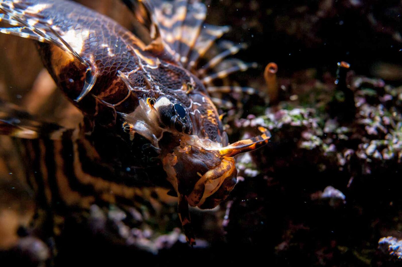 2016-09-18 - GrünerZoo Wuppertal