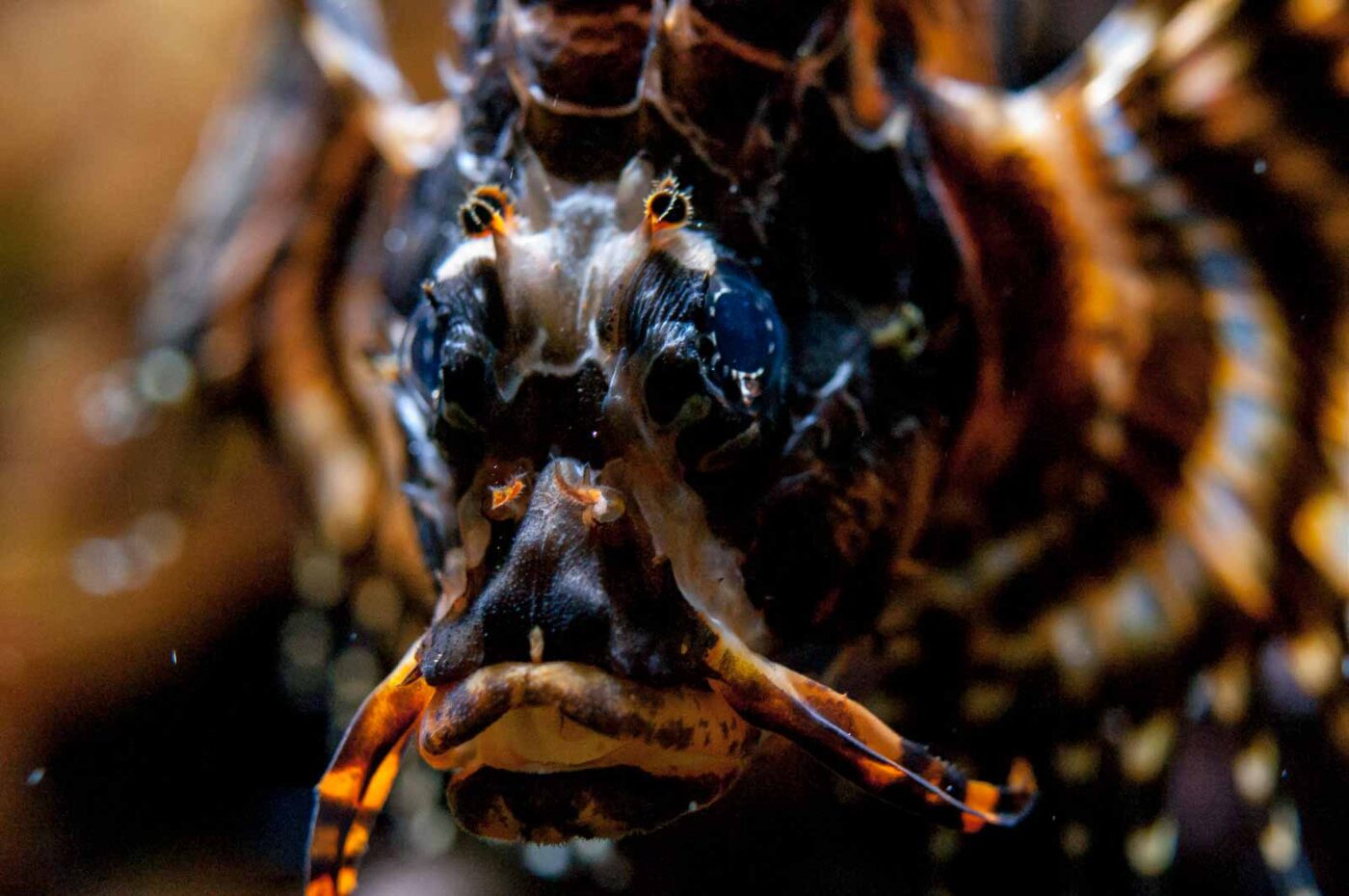 2016-09-18 - GrünerZoo Wuppertal
