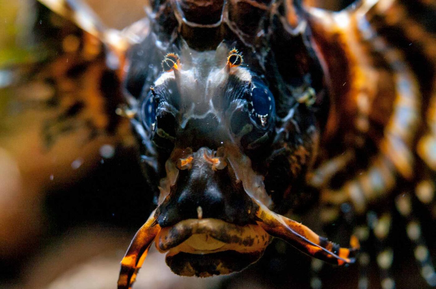 2016-09-18 - GrünerZoo Wuppertal