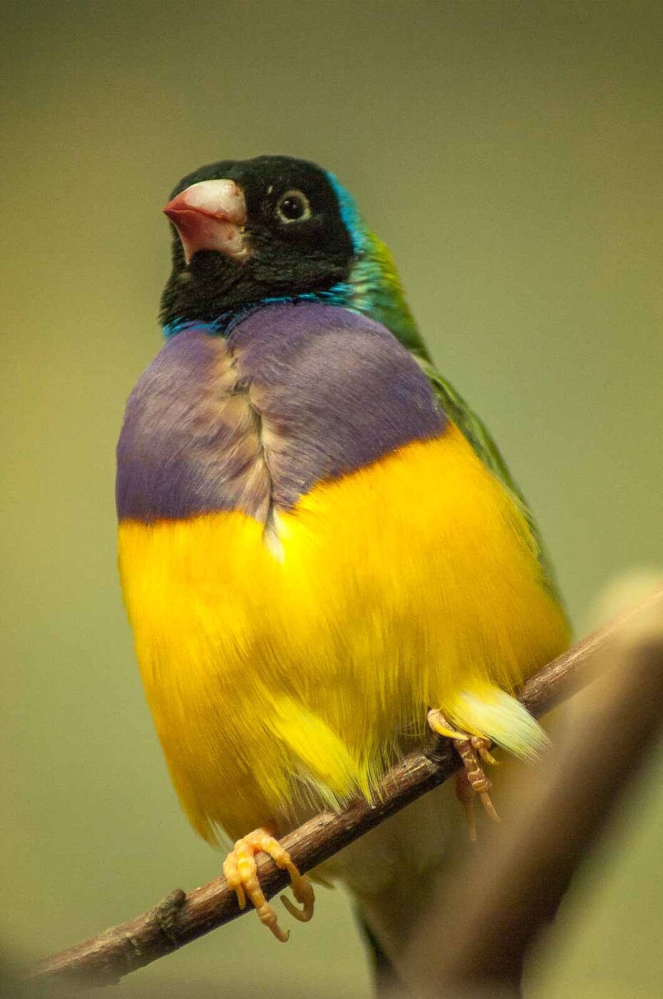 2016-09-18 - GrünerZoo Wuppertal