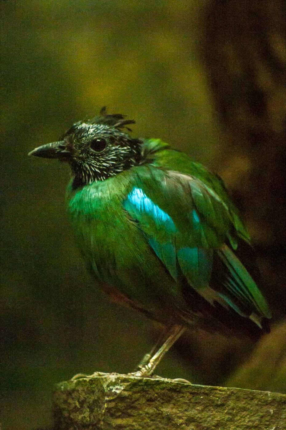 2016-09-18 - GrünerZoo Wuppertal