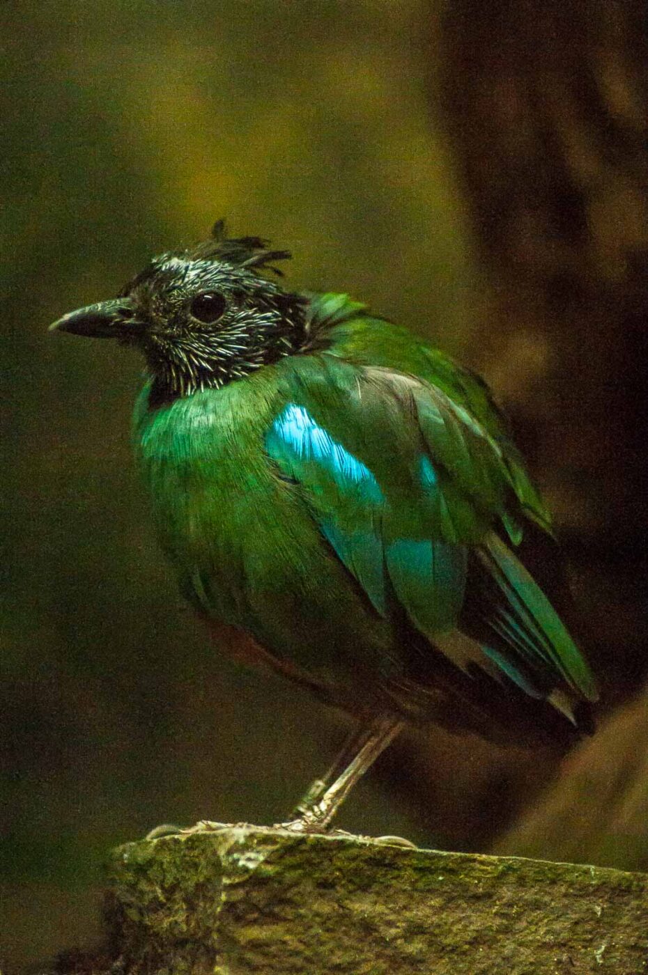 2016-09-18 - GrünerZoo Wuppertal